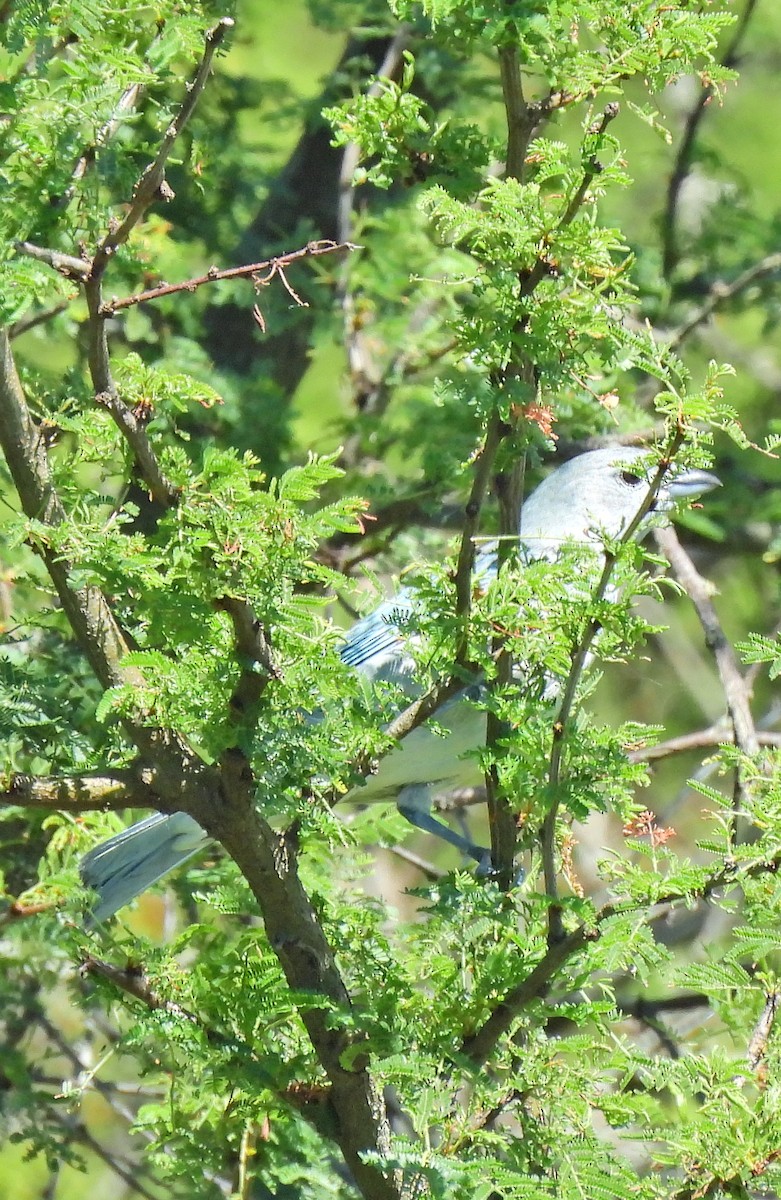 Sayaca Tanager - ML646414652