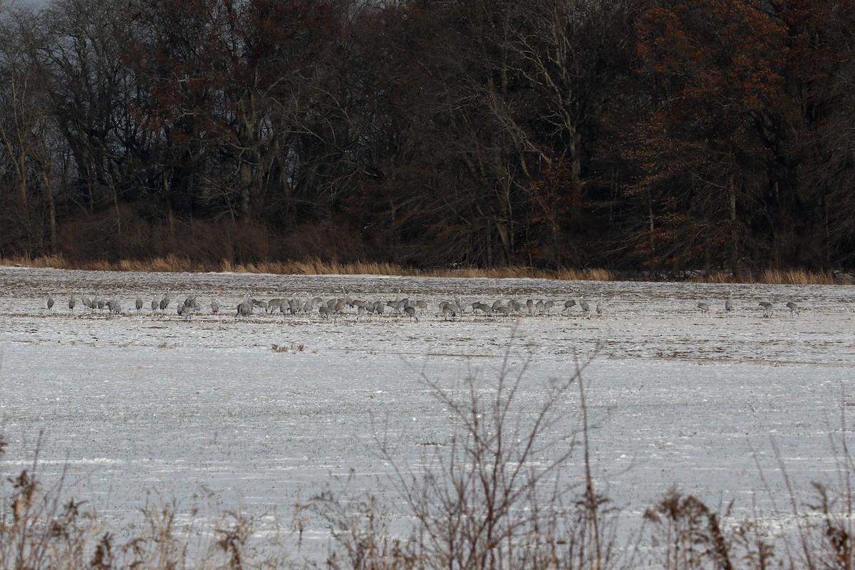 沙丘鶴 - ML646414653
