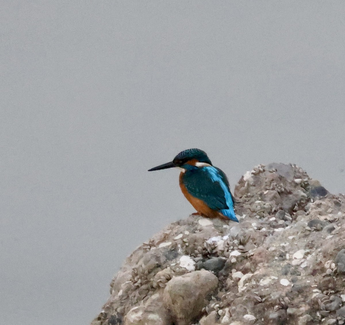 翠鳥 - ML646414654