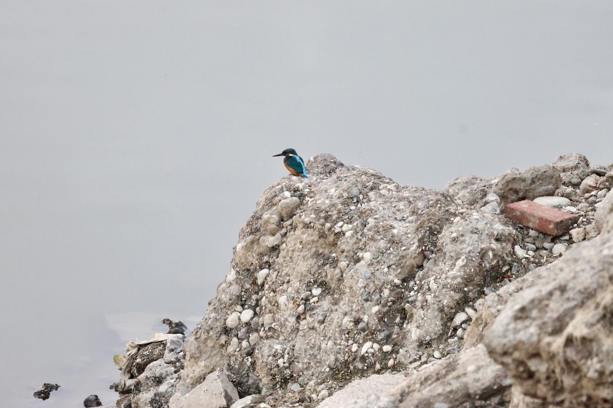 翠鳥 - ML646414655