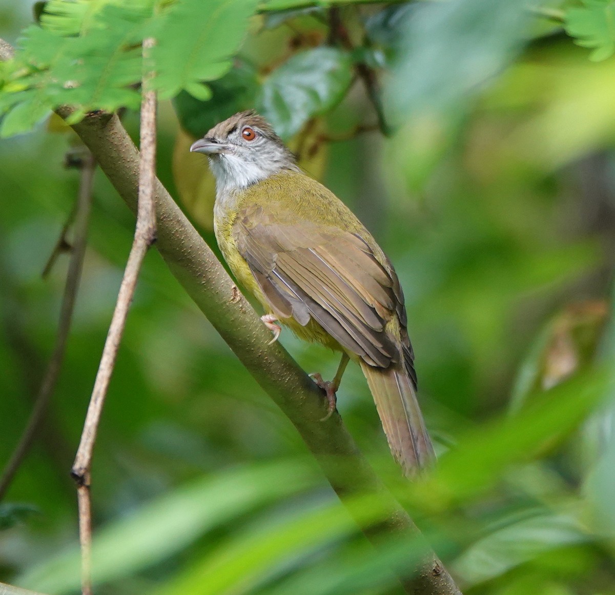 Gray-throated Bulbul - ML646414656