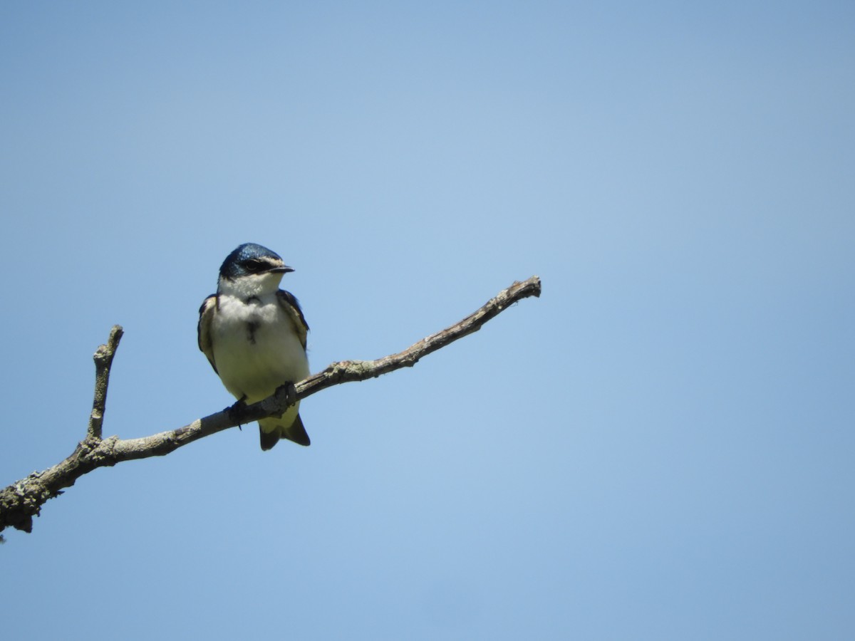 White-rumped Swallow - ML646414657