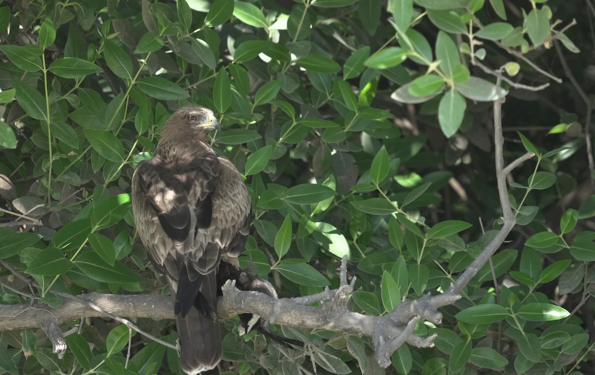 靴隼鵰 - ML646414658