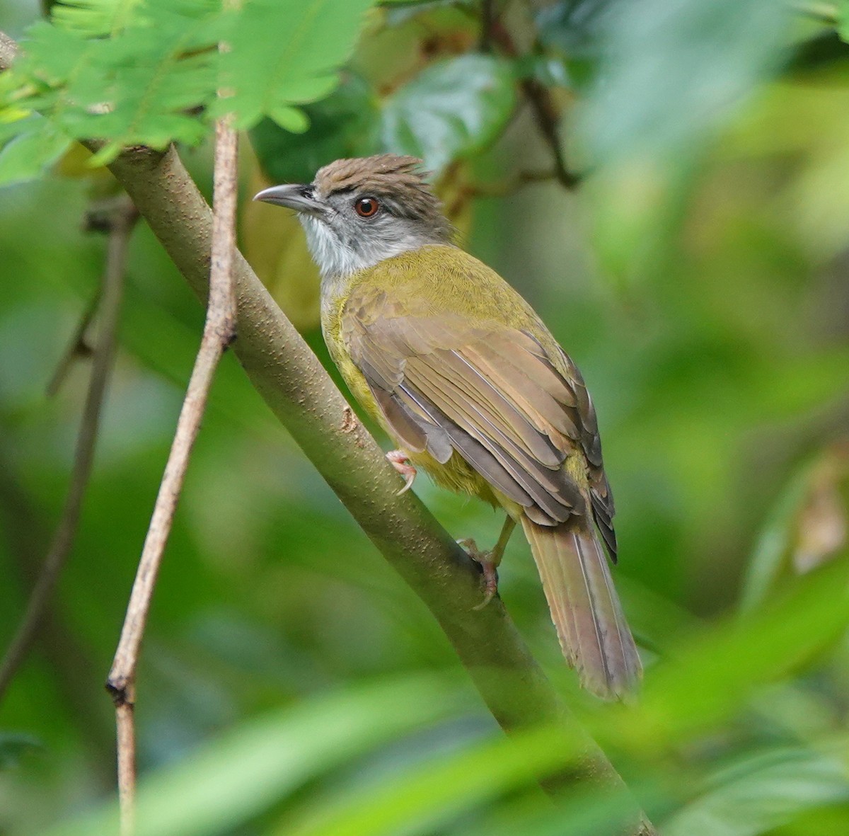 Gray-throated Bulbul - ML646414660