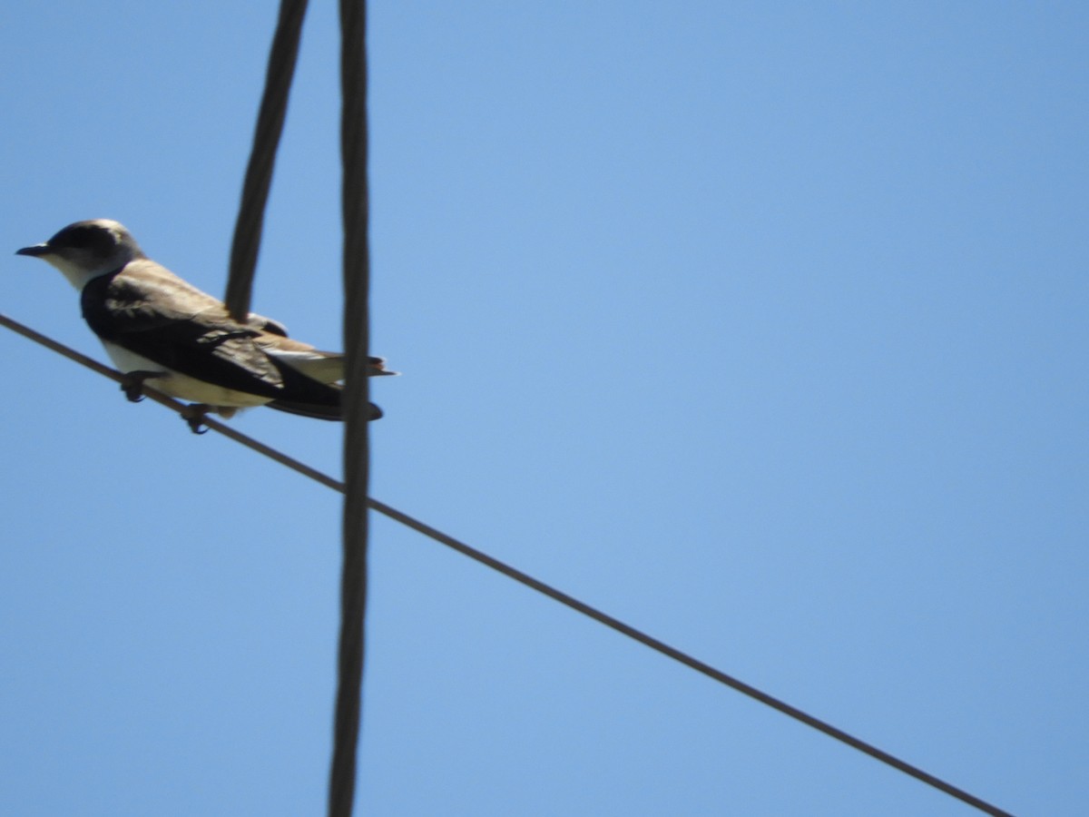 Brown-chested Martin - ML646414661