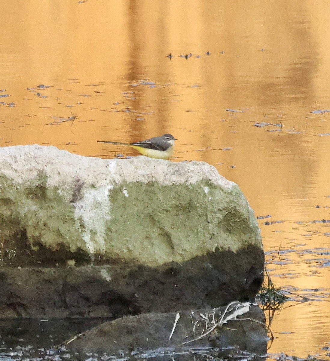 灰鶺鴒 - ML646414663