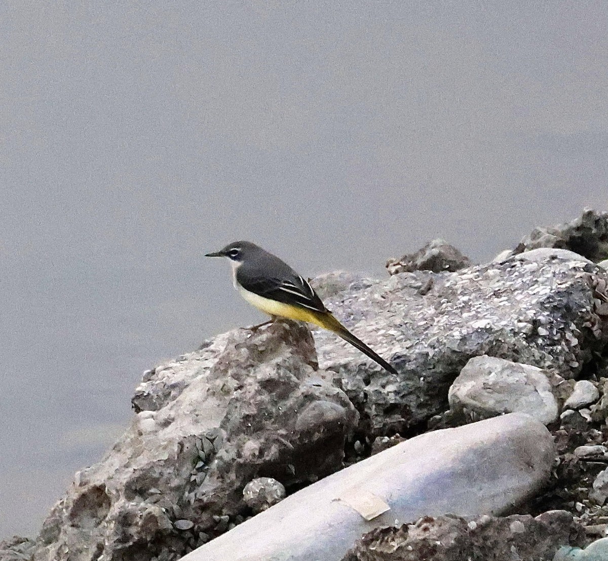 灰鶺鴒 - ML646414664