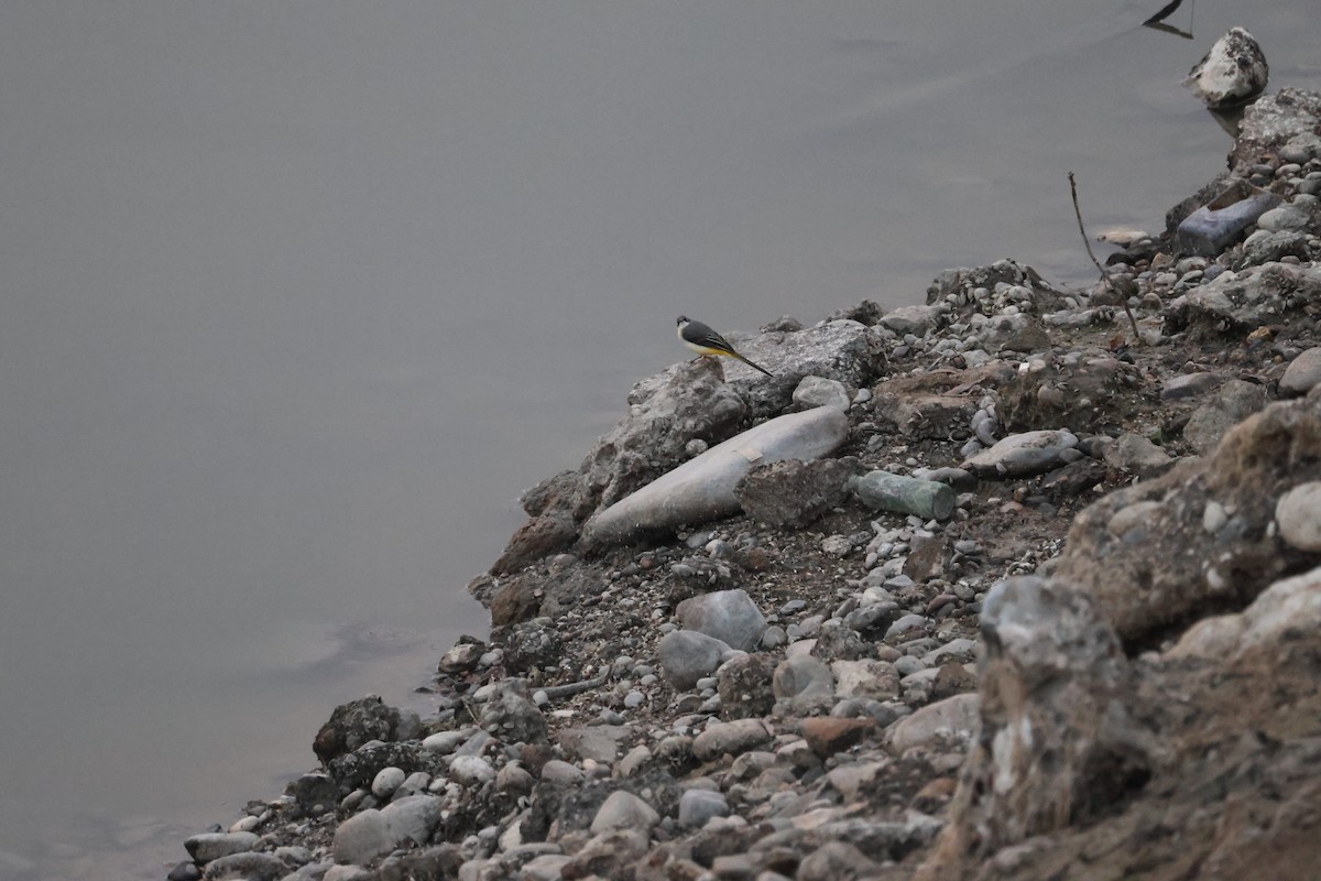 灰鶺鴒 - ML646414665