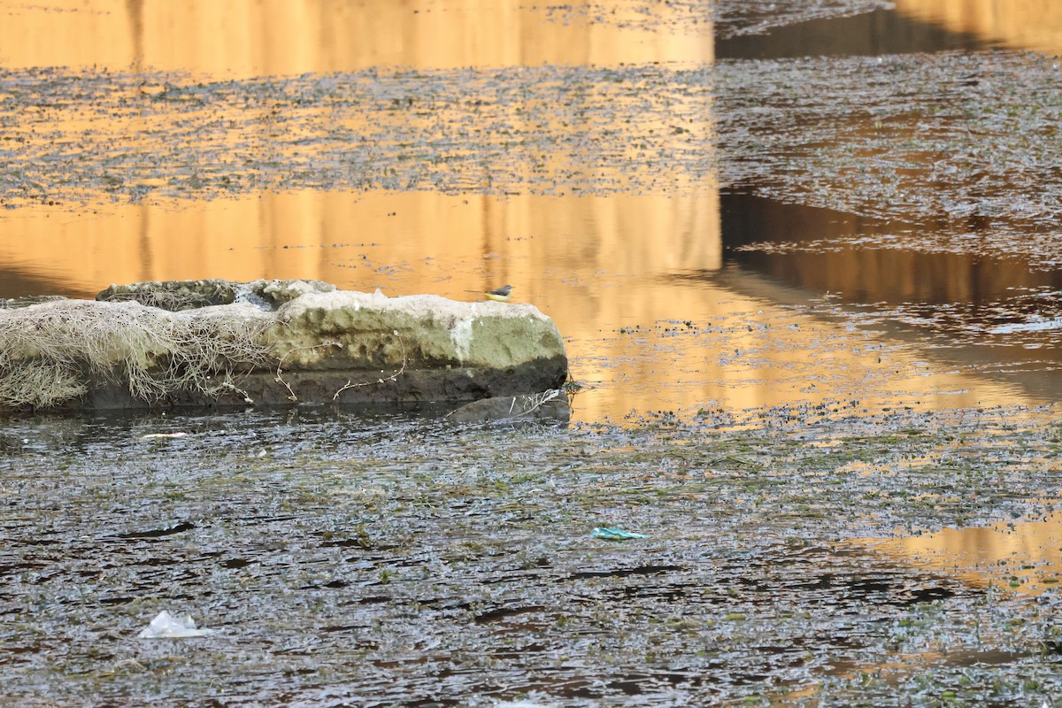 灰鶺鴒 - ML646414666