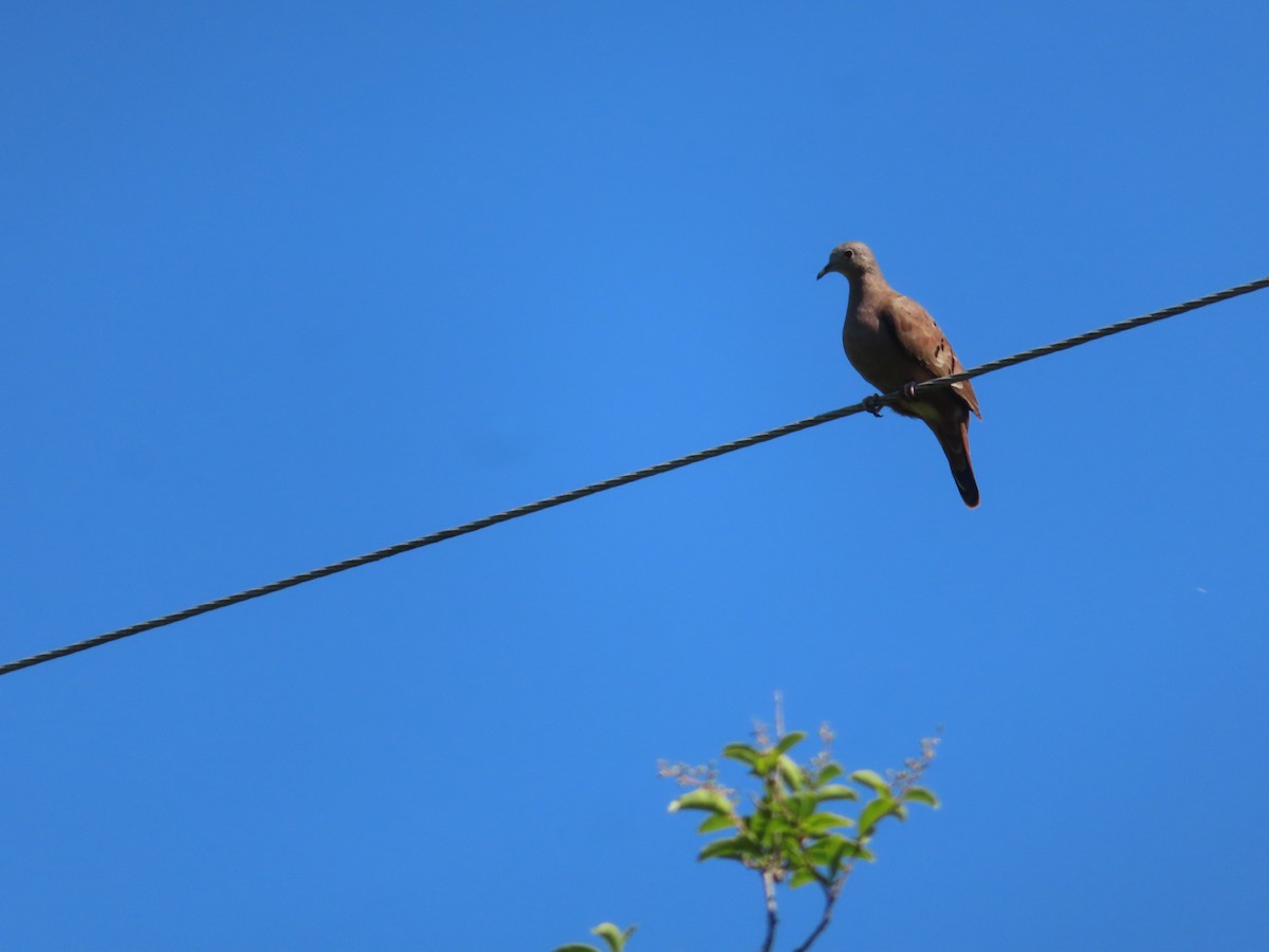 Ruddy Ground Dove - ML646414667
