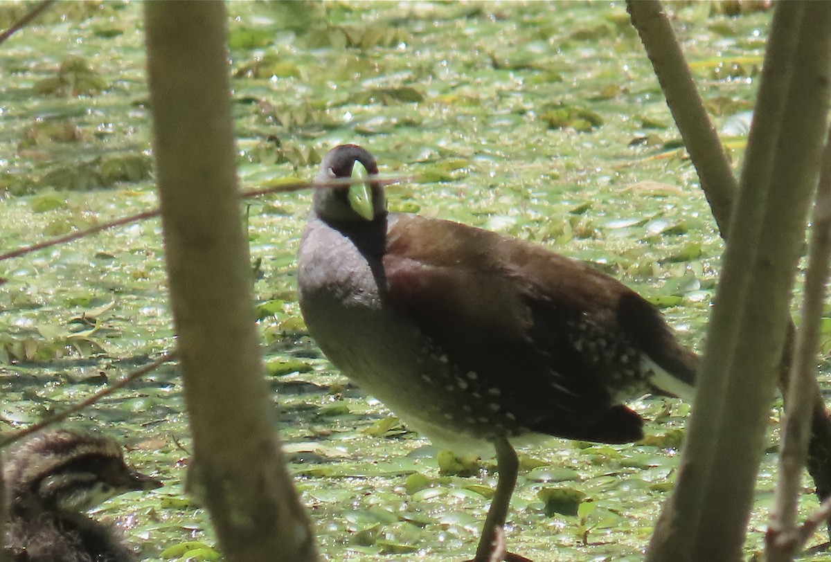 Spot-flanked Gallinule - ML646414668