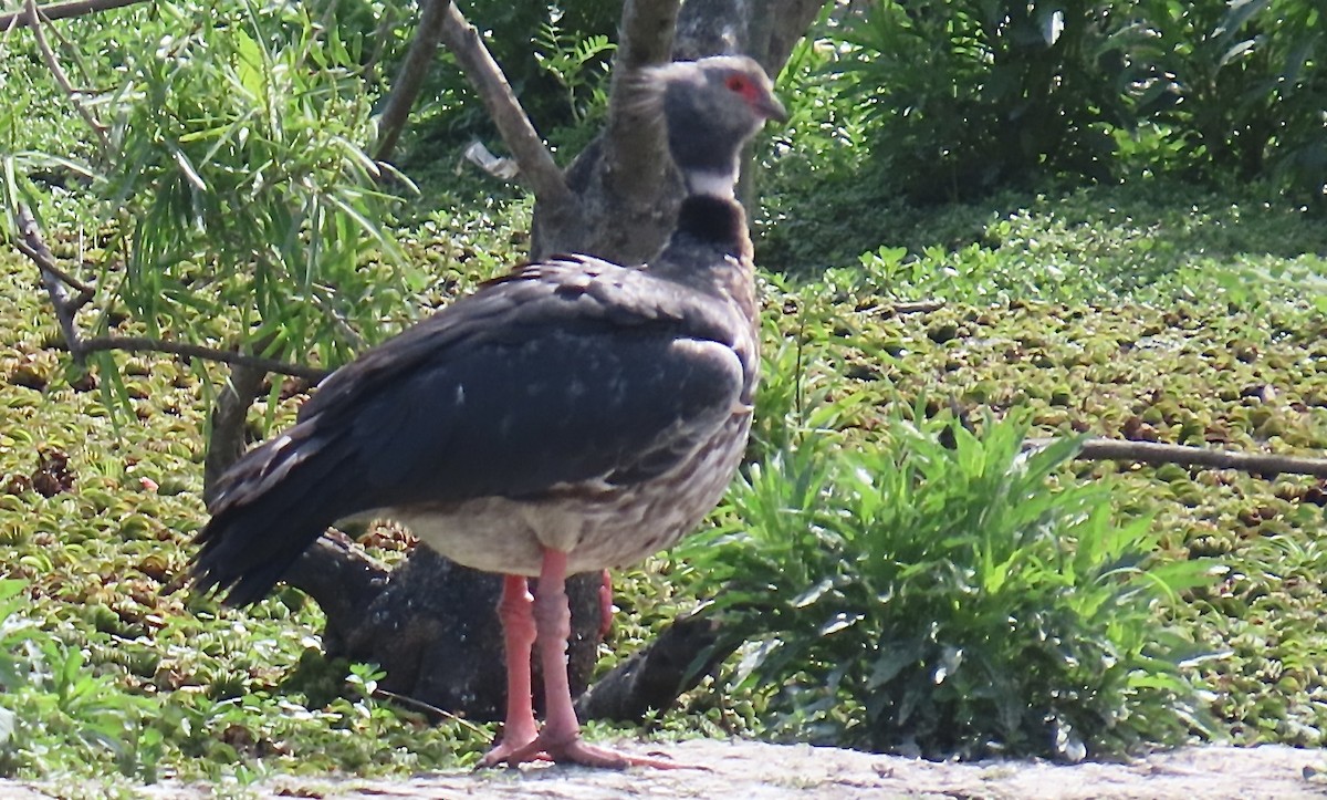 Southern Screamer - ML646414669