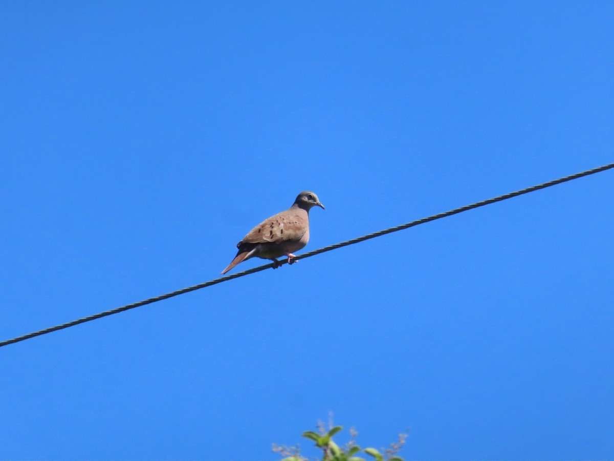 Ruddy Ground Dove - ML646414670