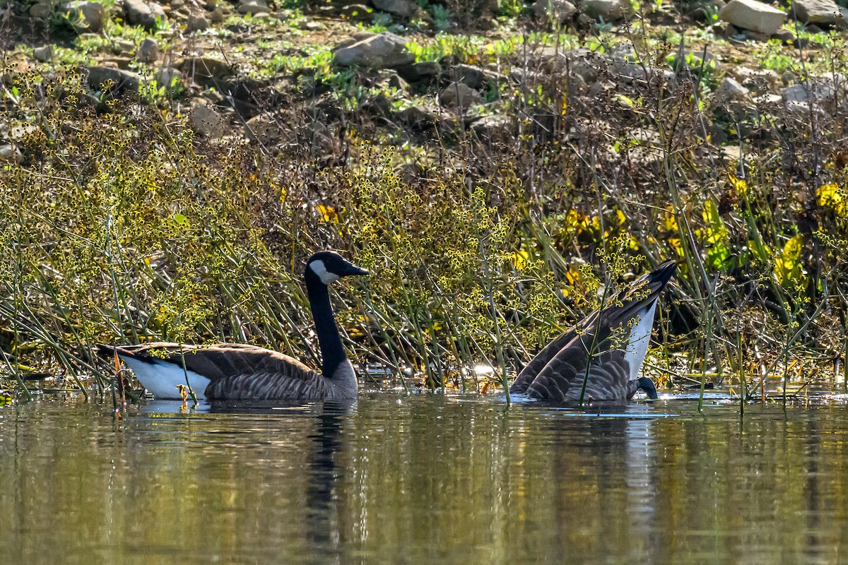 Canada Goose - ML646414671
