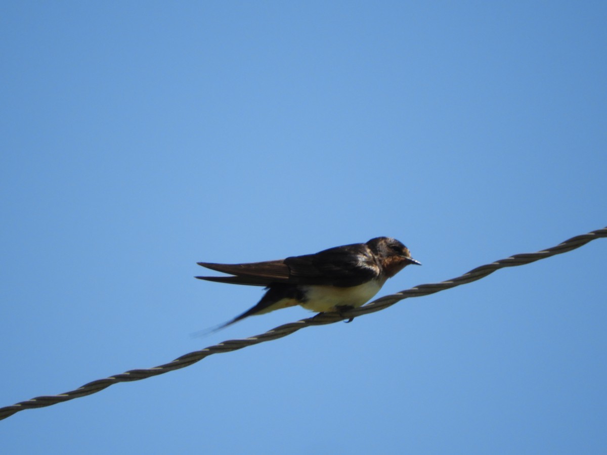 Cliff Swallow - ML646414674