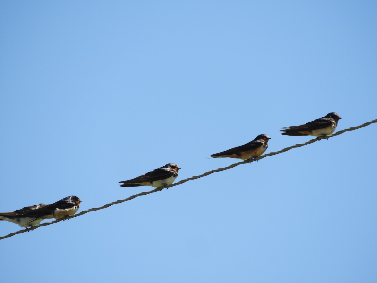 Cliff Swallow - ML646414675
