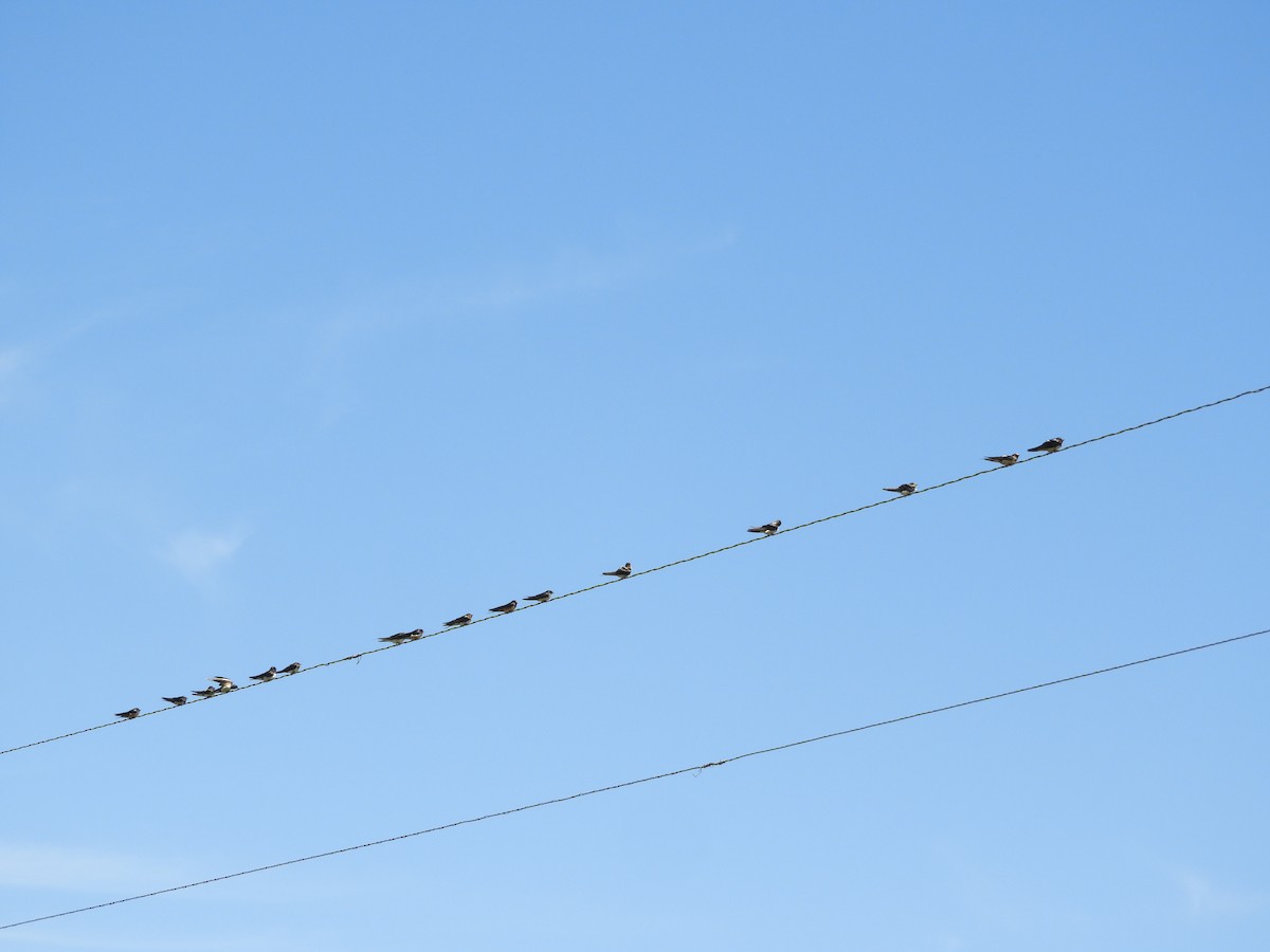 Cliff Swallow - ML646414676