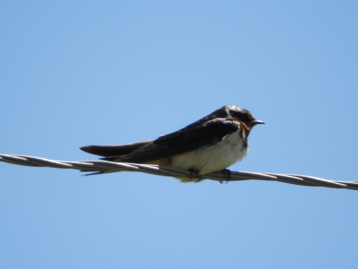 Cliff Swallow - ML646414677