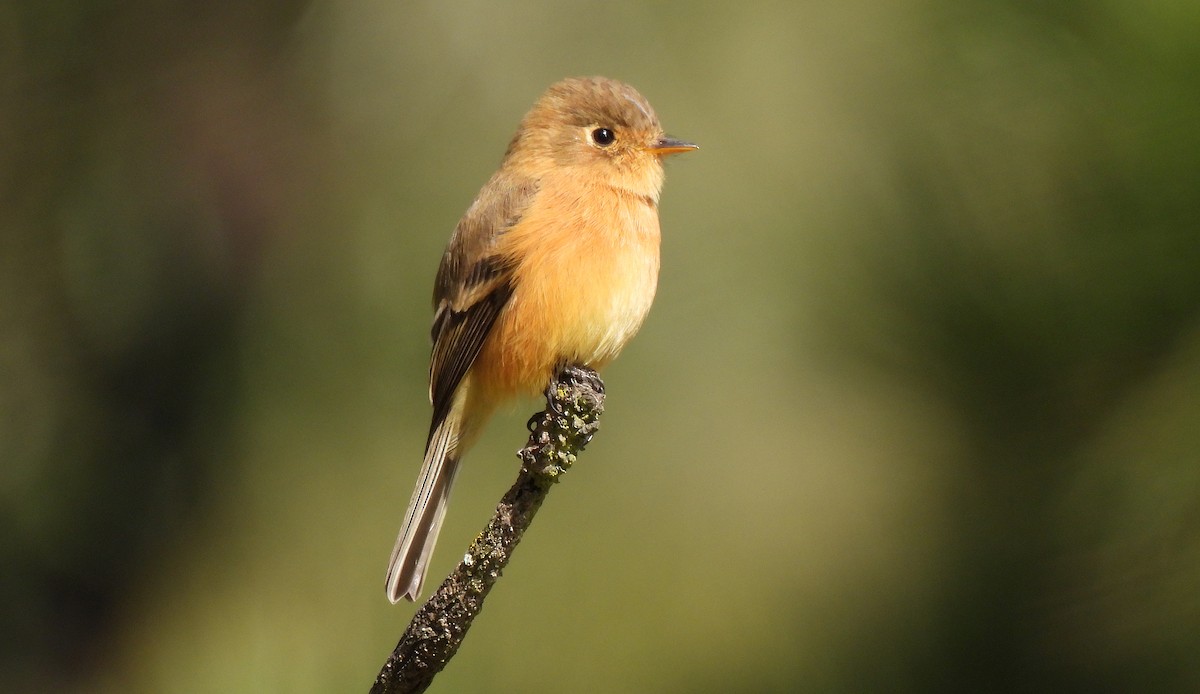 Orangebrust-Schnäppertyrann - ML646414680