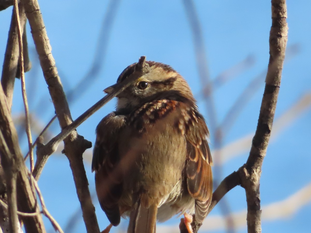 White-throated Sparrow - ML646414682