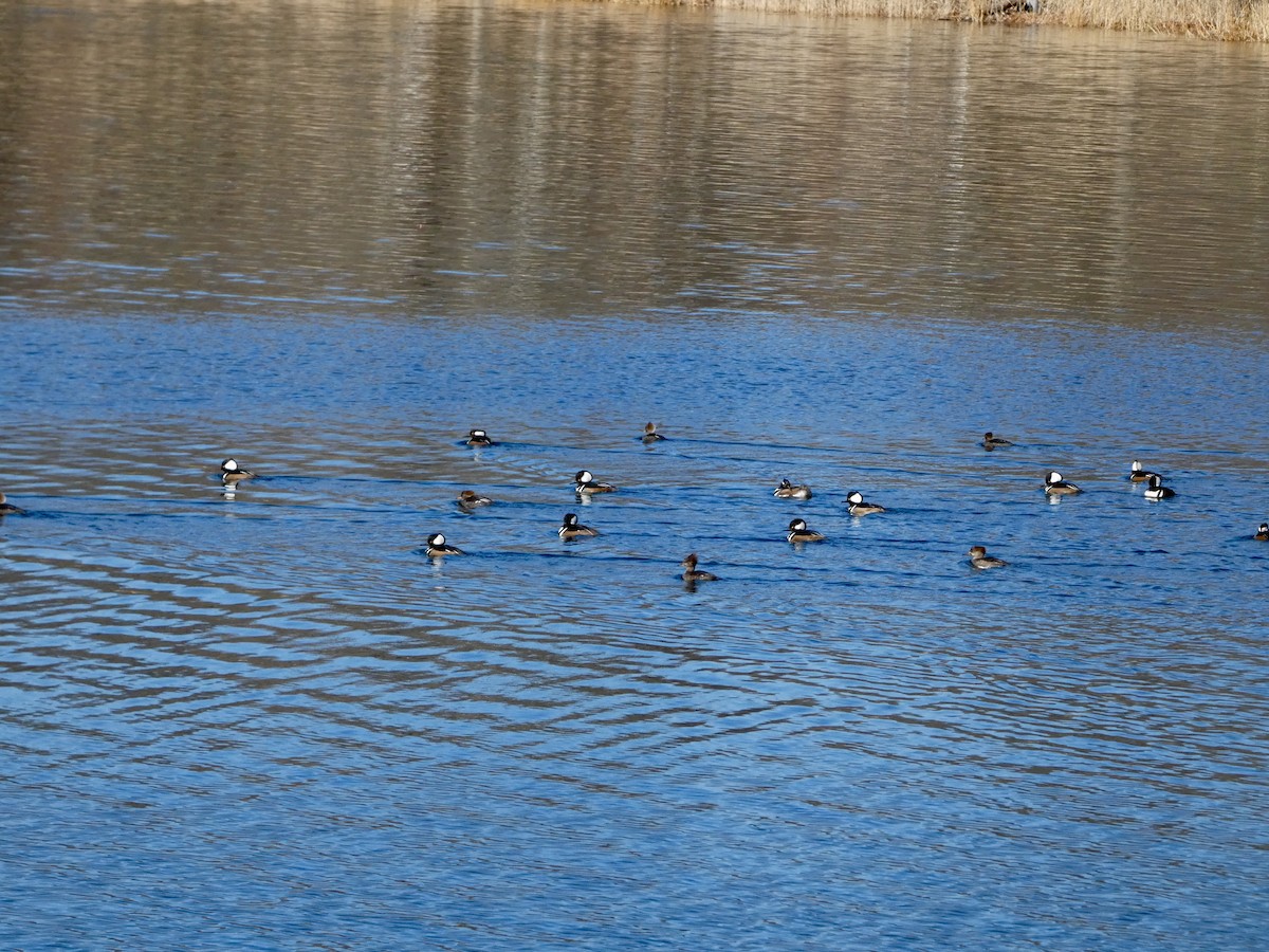Hooded Merganser - ML646414684