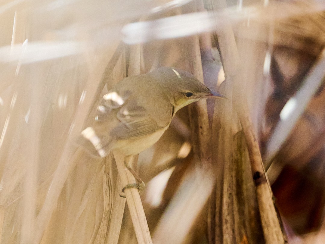 ヨーロッパヨシキリ - ML646414686