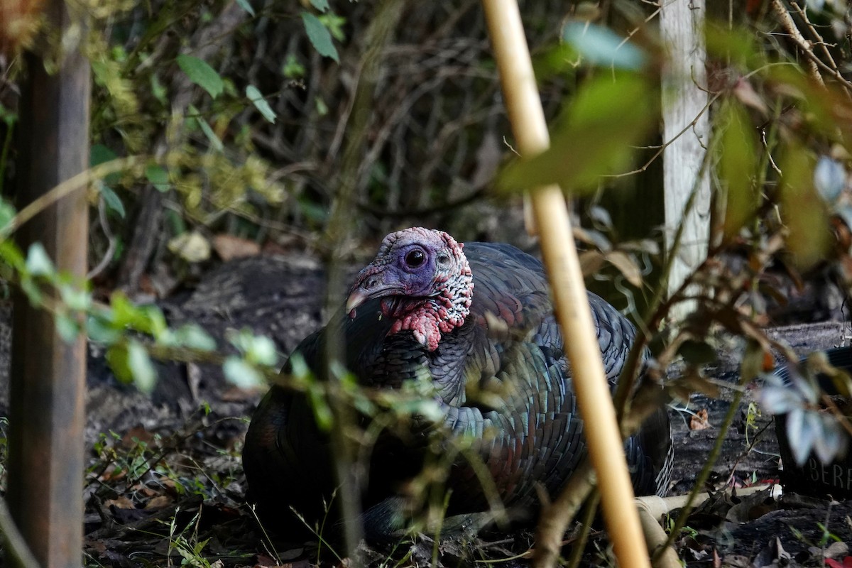 Wild Turkey - ML646414687