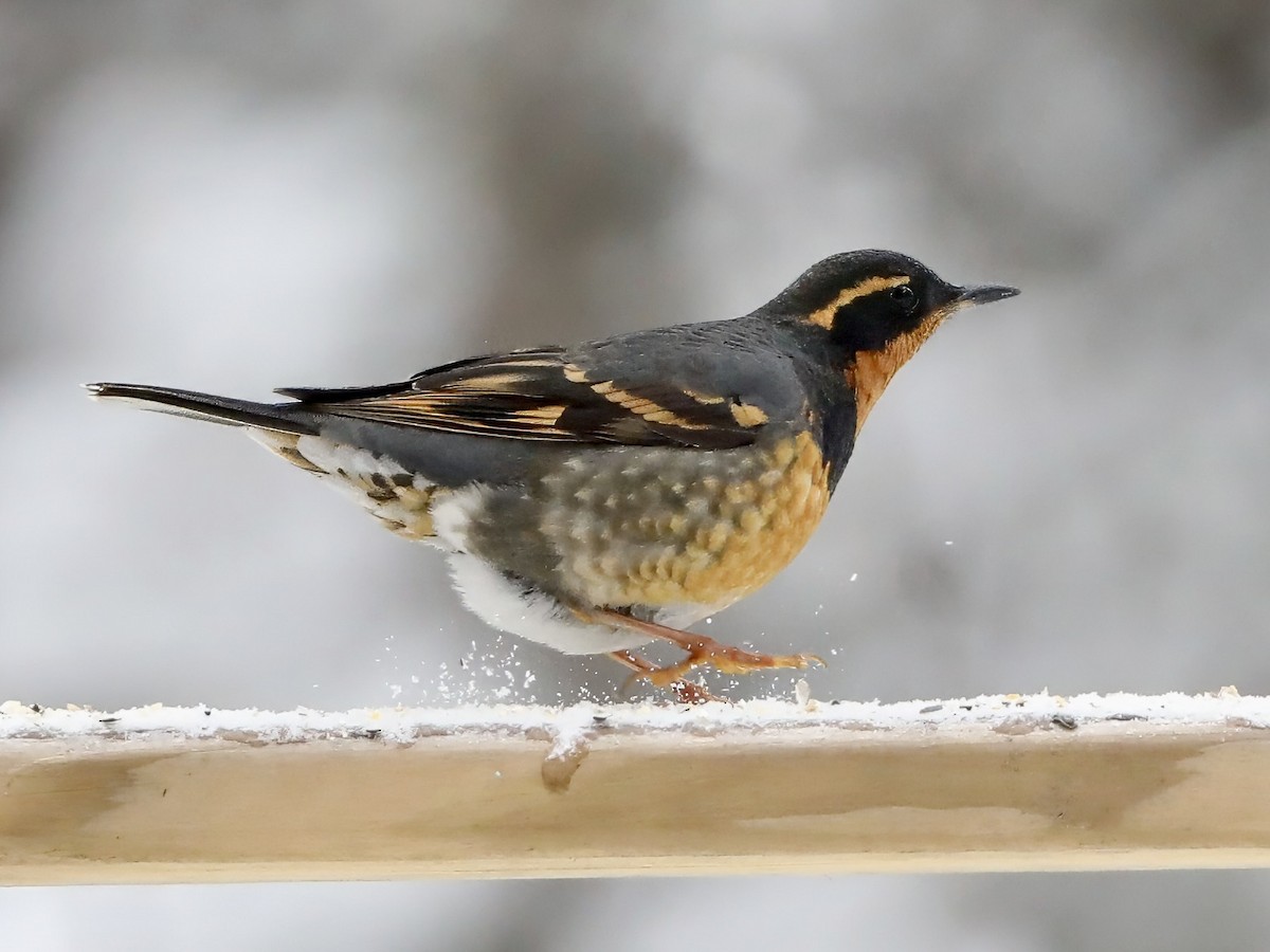 drozd pruhokřídlý - ML646414688