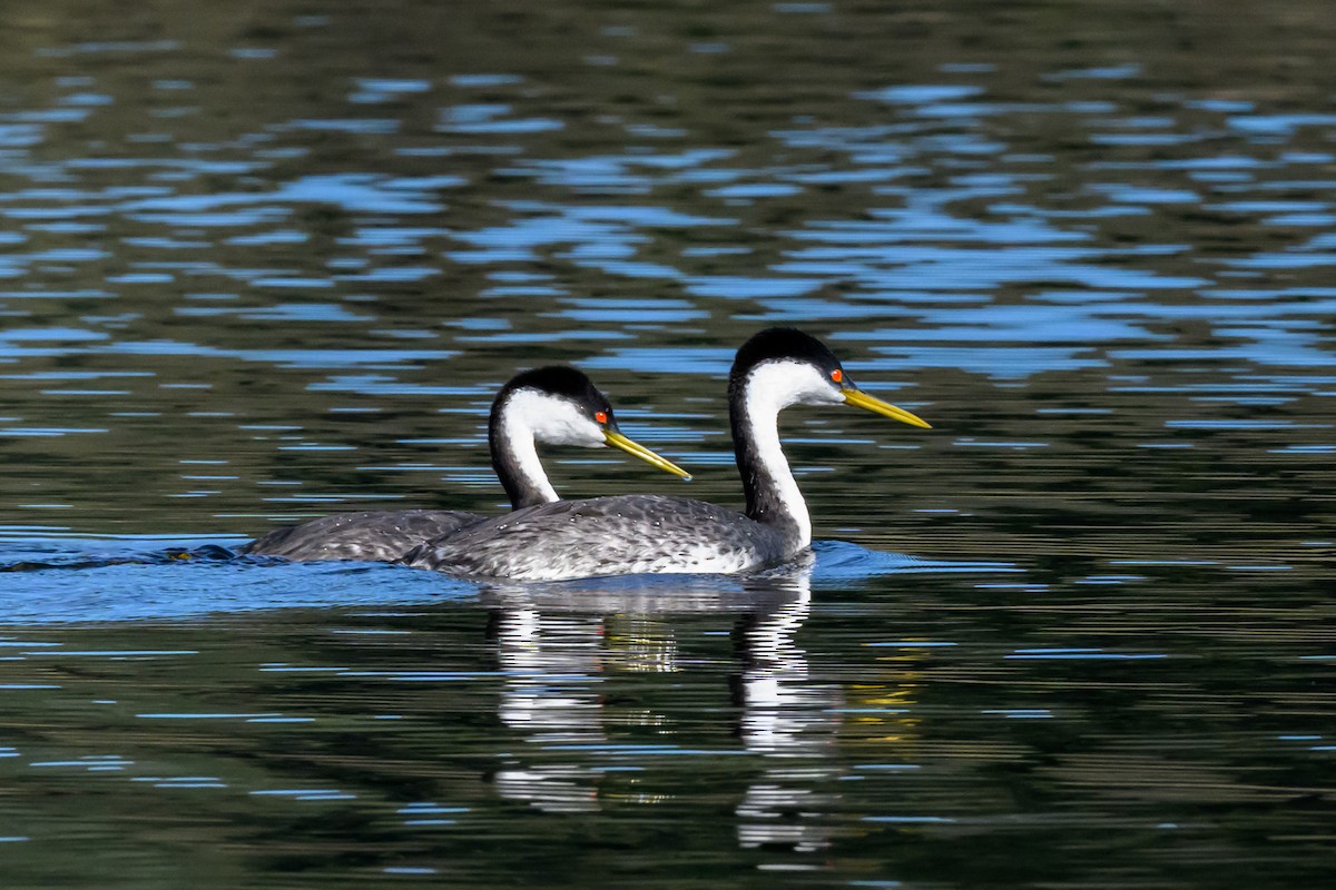 Western Grebe - ML646414689