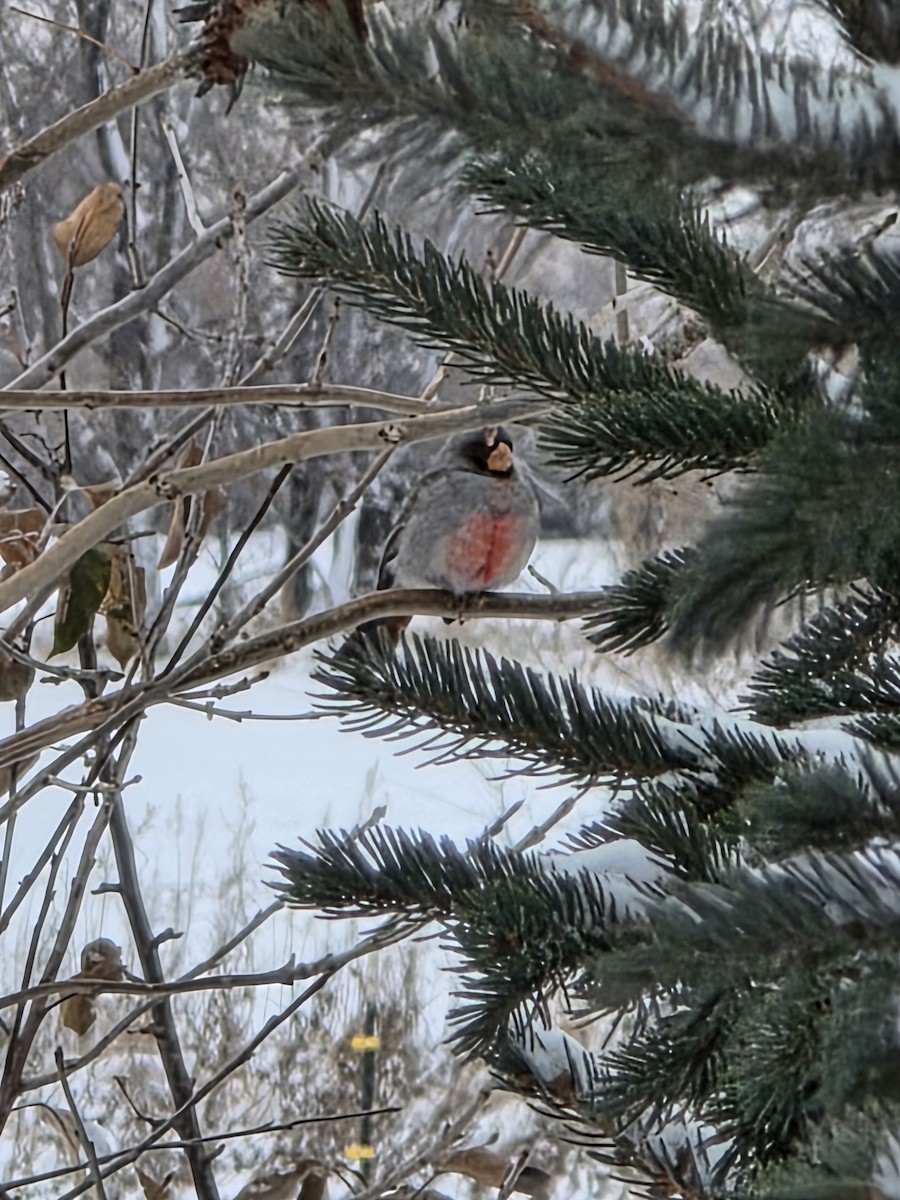 Pyrrhuloxia - ML646414692