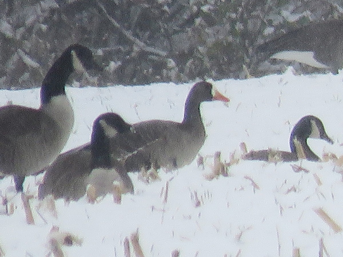 husa běločelá - ML646414693