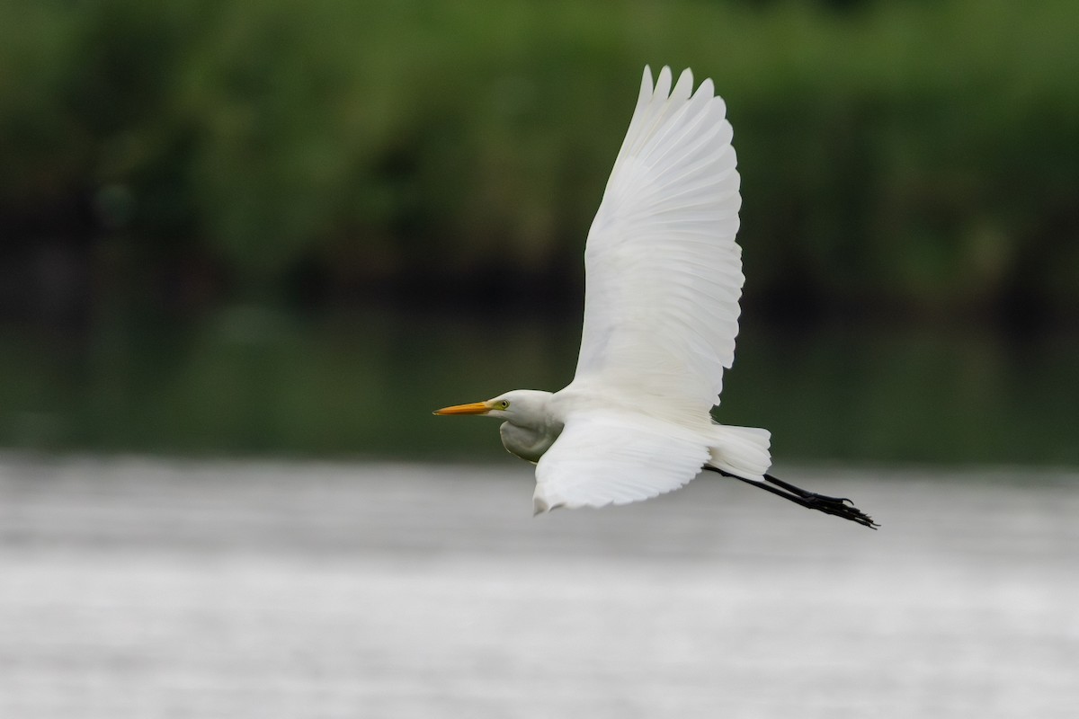 中白鷺 - ML646414694