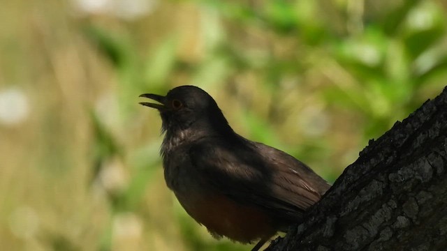 Rufous-bellied Thrush - ML646414698