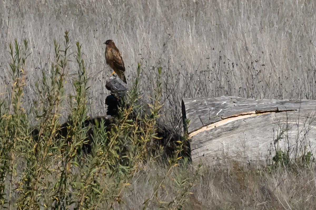 Northern Harrier - ML646414699