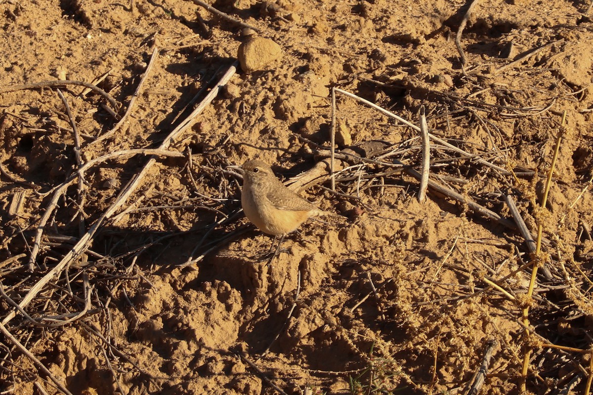 Rock Wren - ML646414700