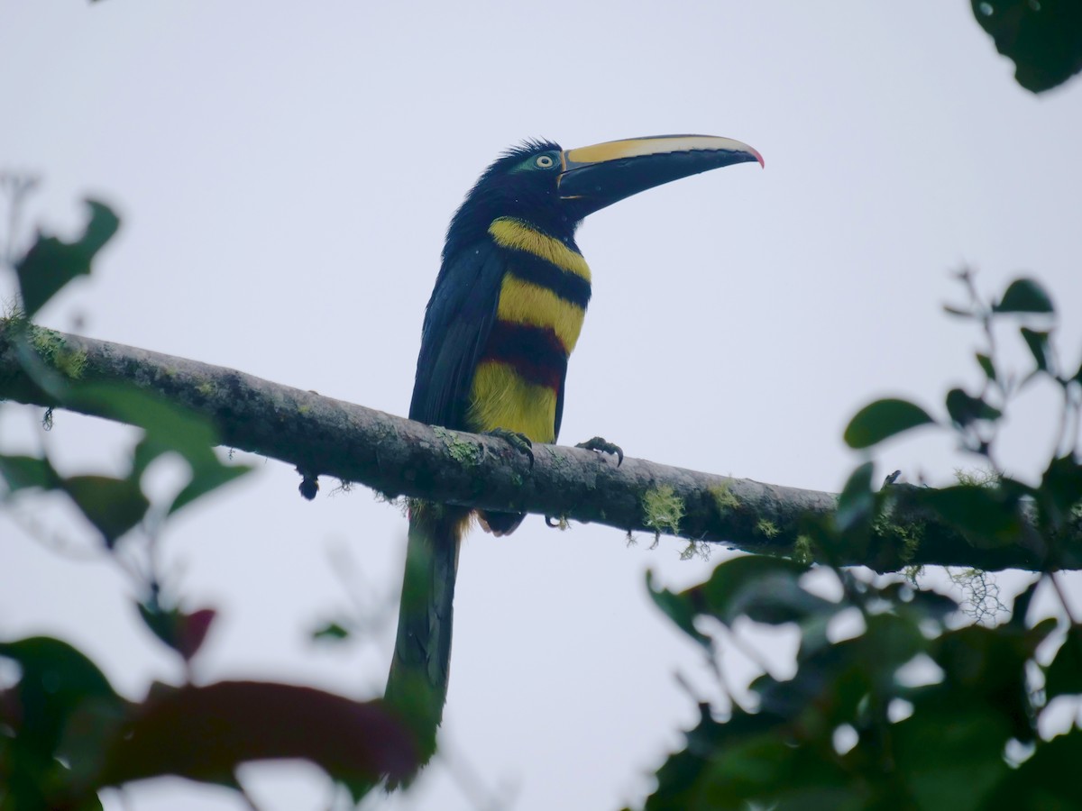 Many-banded Aracari - ML646414701