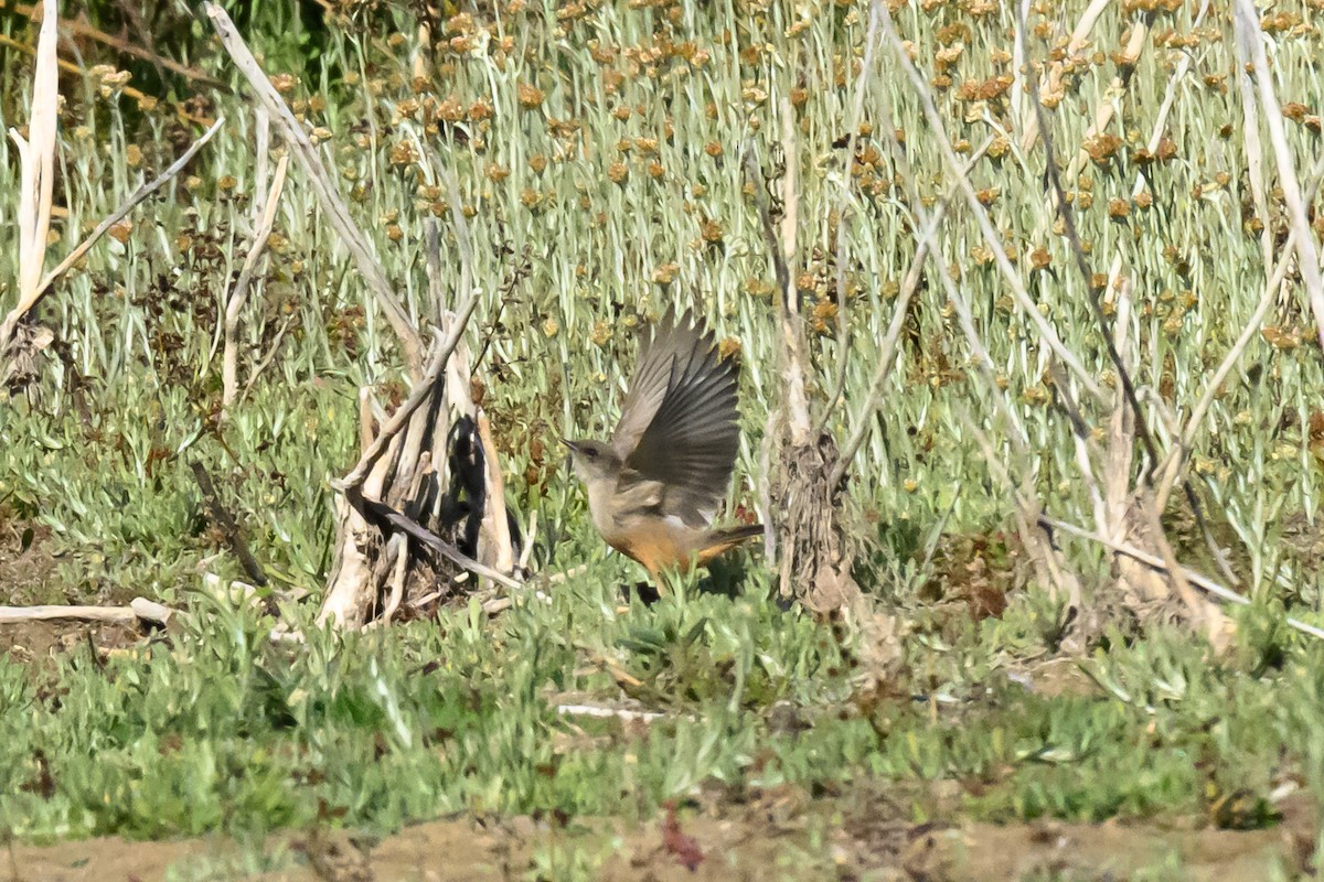 Say's Phoebe - ML646414702