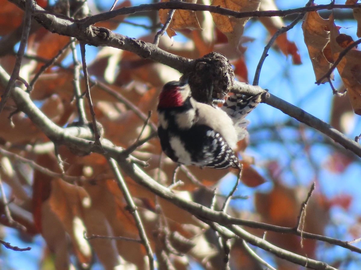 Pico Pubescente - ML646414703