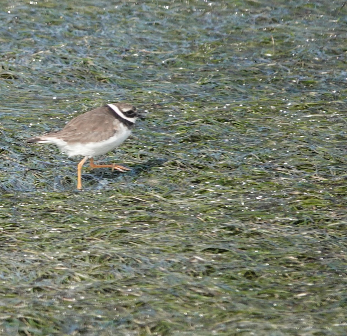 Common Ringed Plover - ML646414704