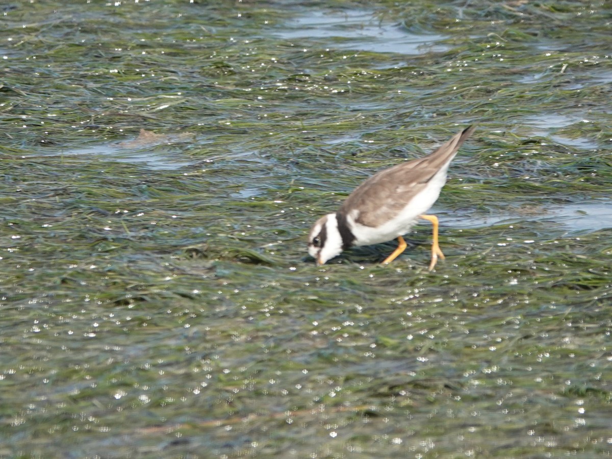 Common Ringed Plover - ML646414705