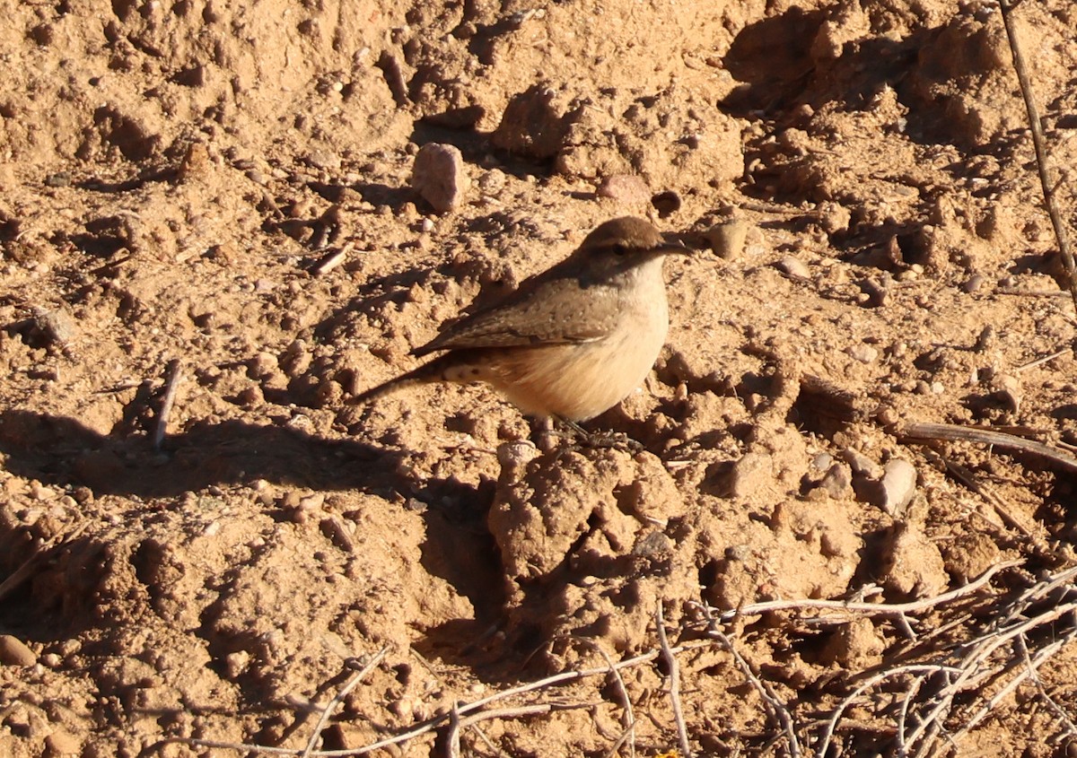 Rock Wren - ML646414706
