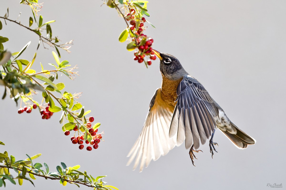 American Robin - ML646414708