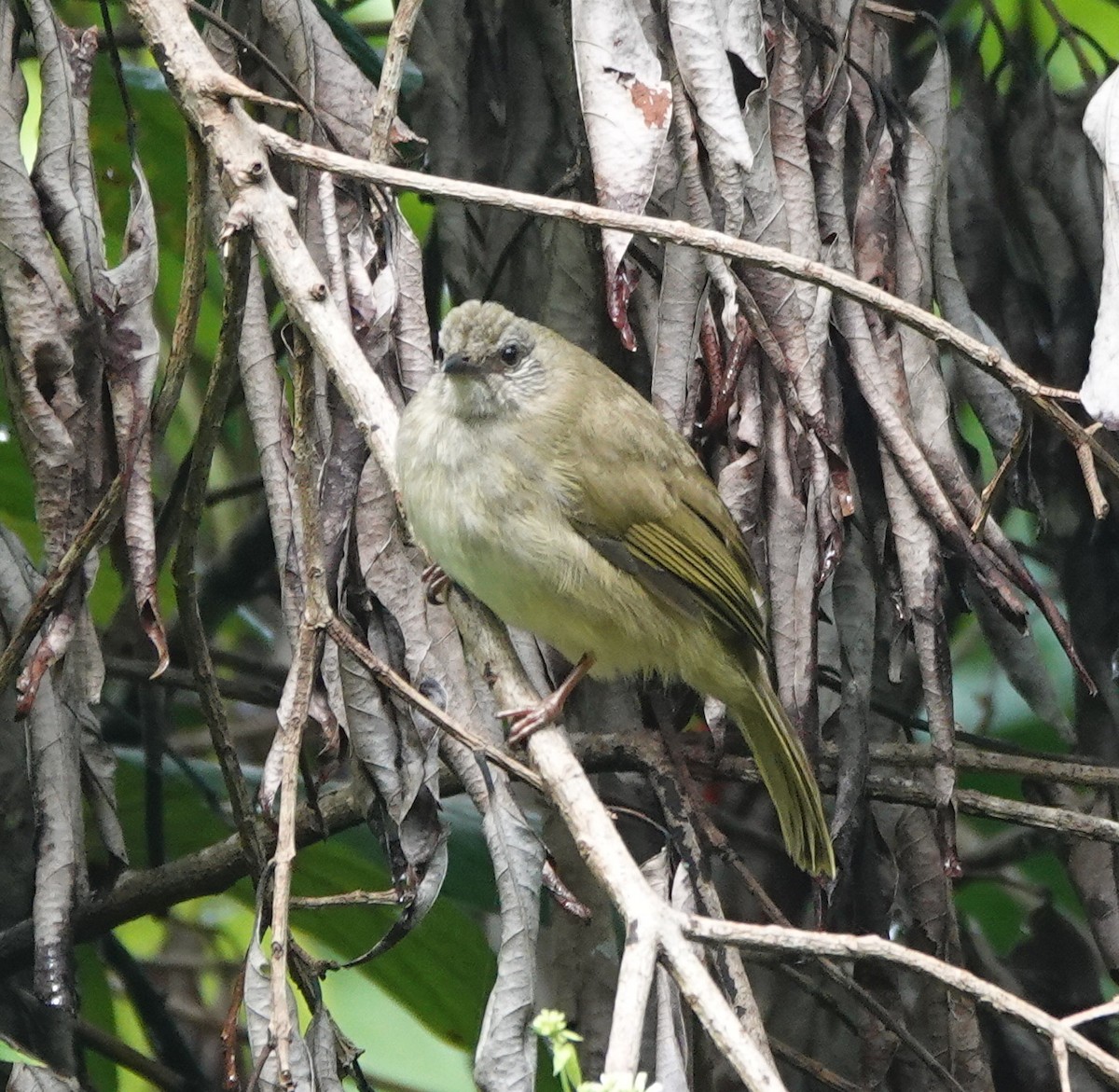 Ashy-fronted Bulbul - ML646414709