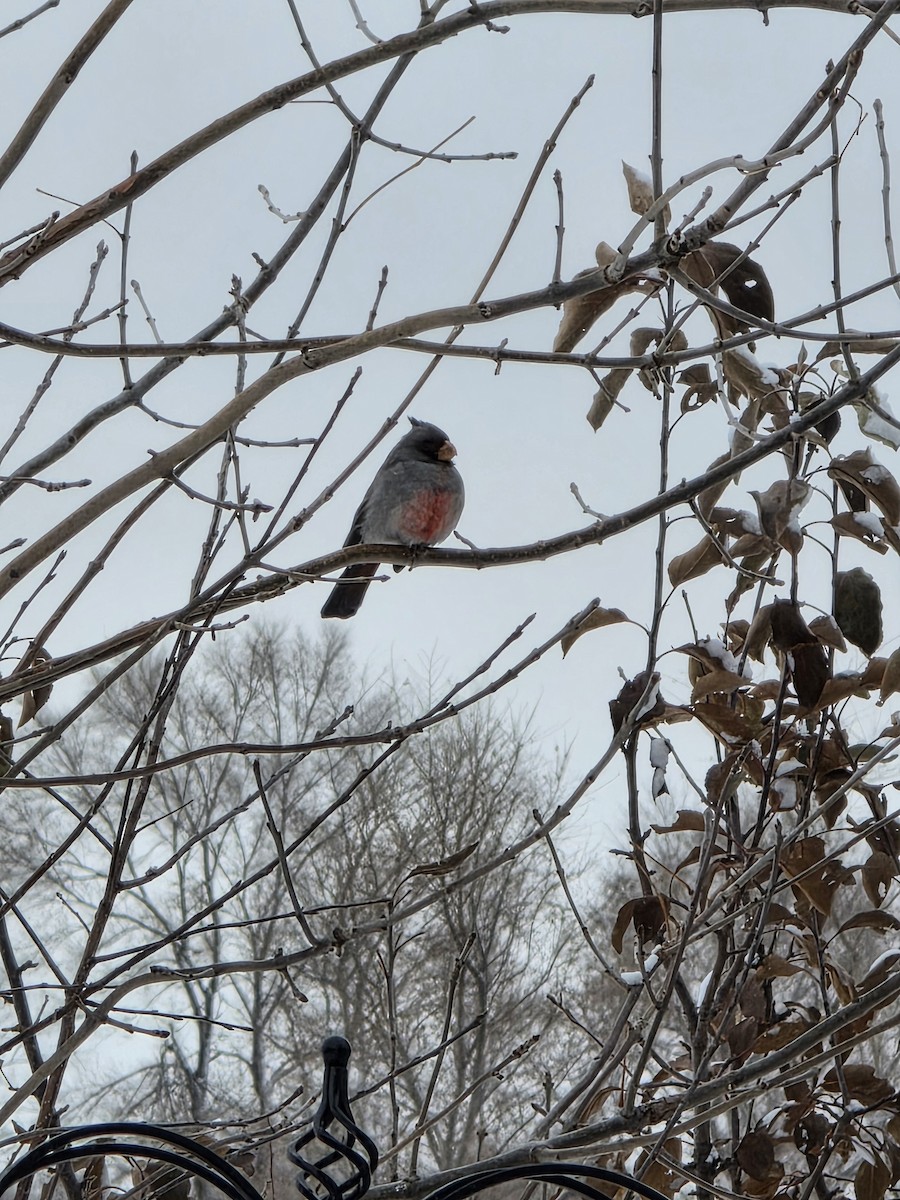 Pyrrhuloxia - ML646414710