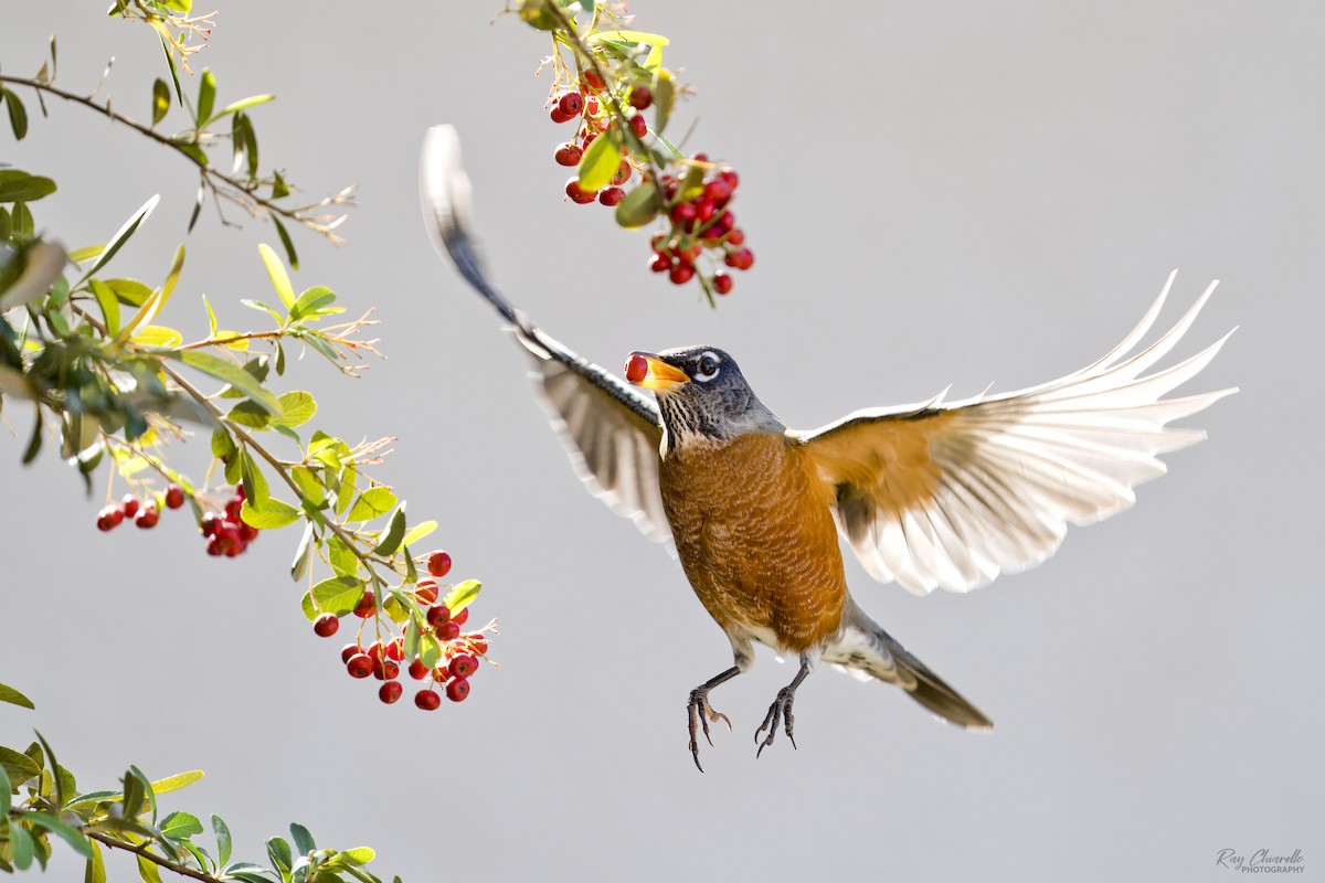 American Robin - ML646414713
