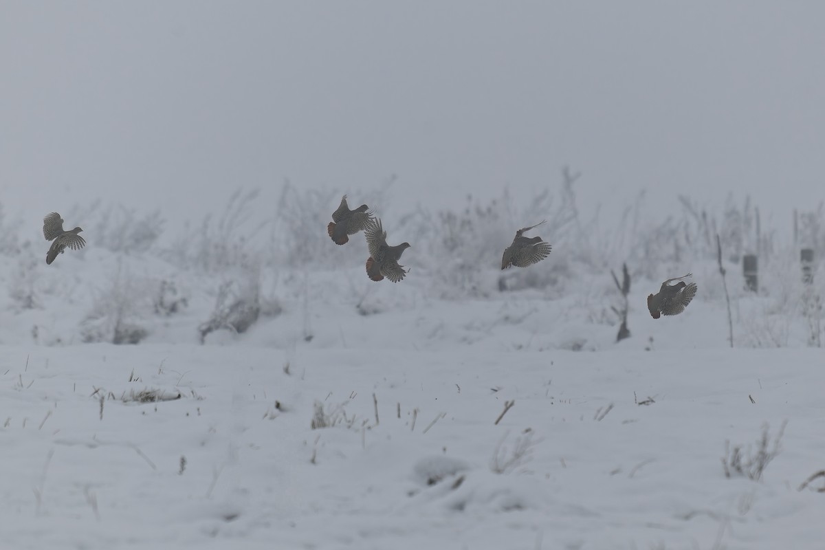 Gray Partridge - ML646414714