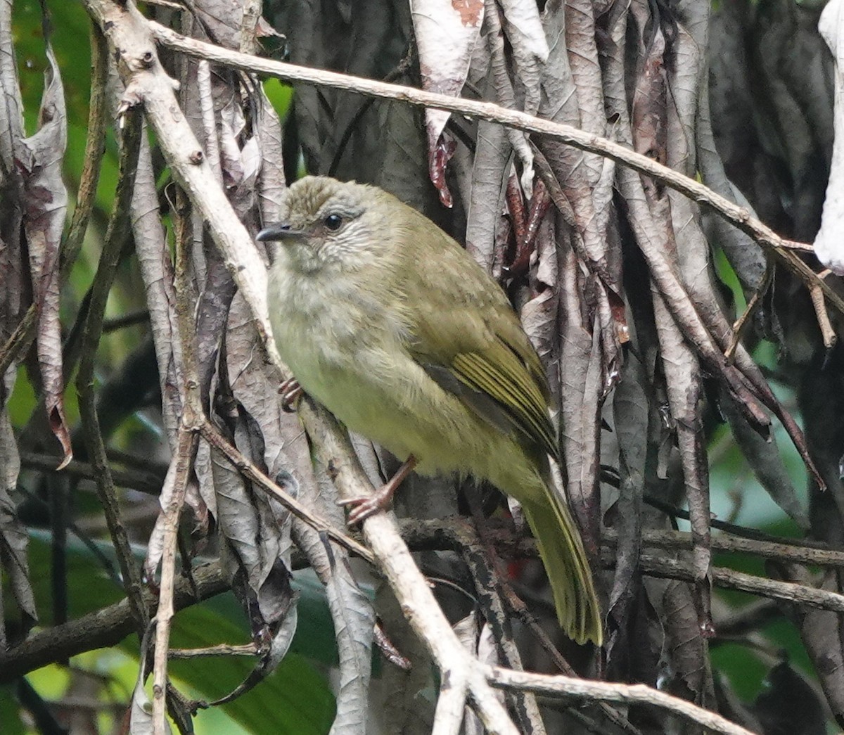 Ashy-fronted Bulbul - ML646414715