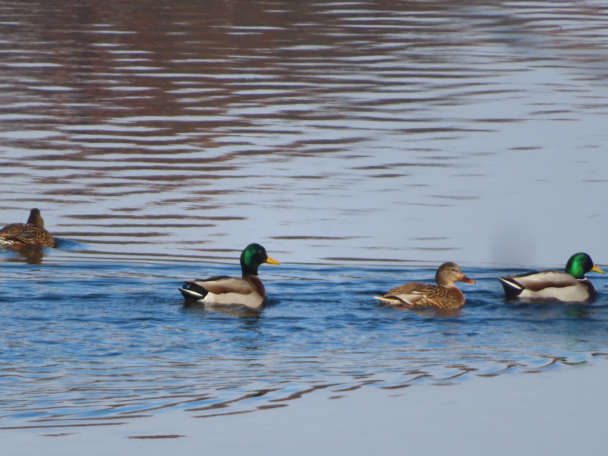 Ánade Azulón - ML646414716