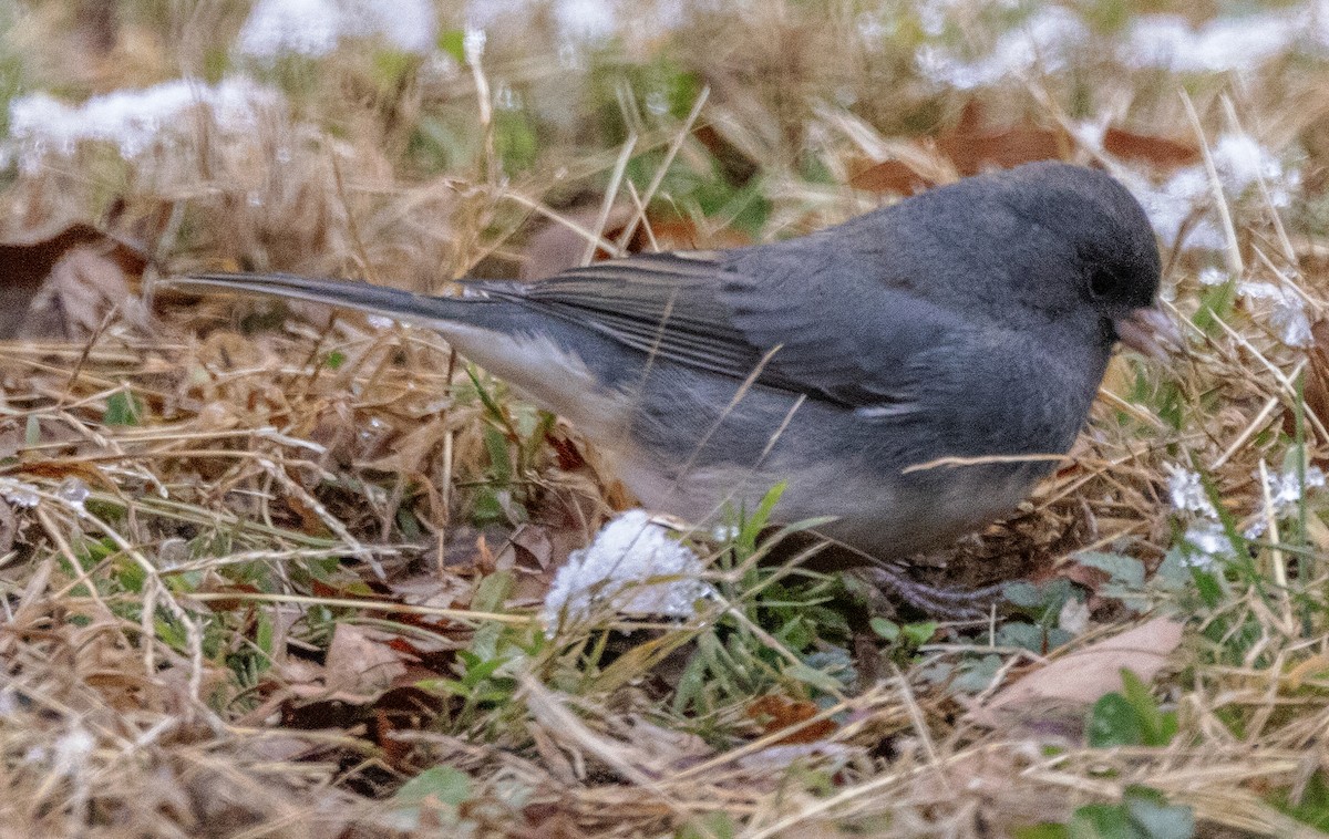 Dark-eyed Junco (Slate-colored) - ML646414718