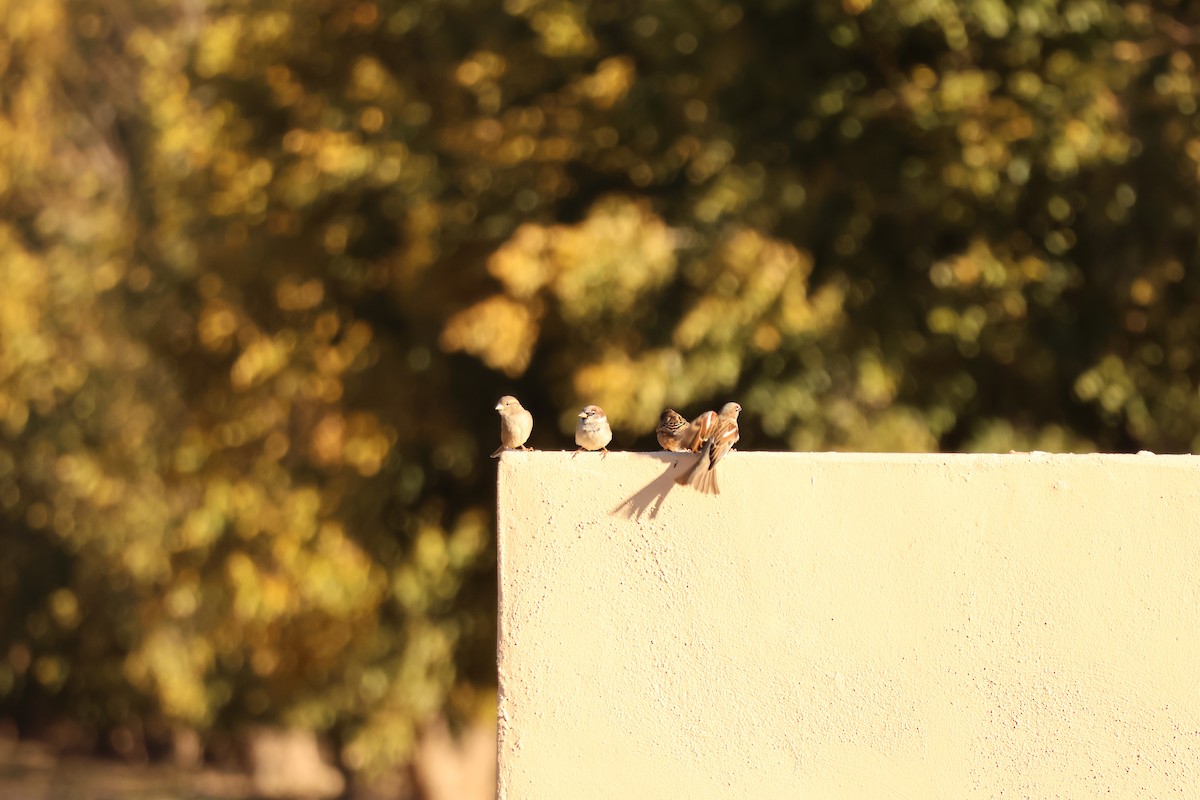 House Sparrow - ML646414719